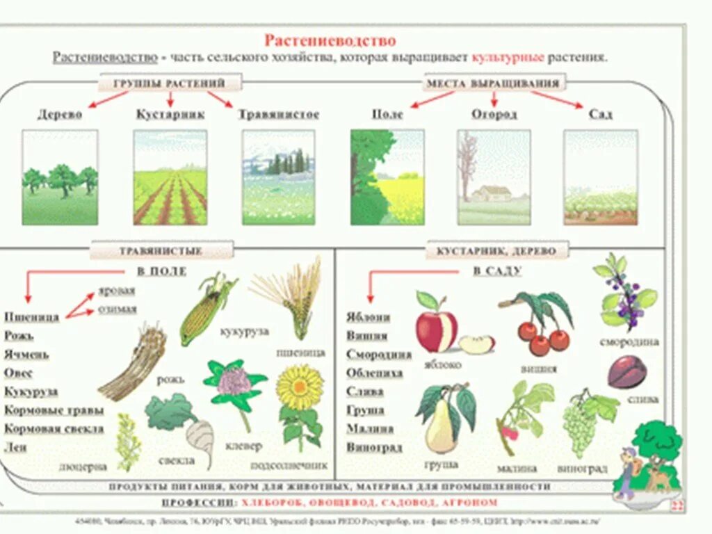 Практическая работа 3 класс окружающий мир растениеводство. Группы растений в растениеводстве. Сельскохозяйственные культурные растения. Схема работы растениеводства. Культурные растения в пище.