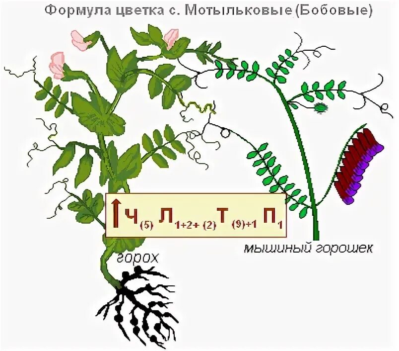 Формула цветка бобовые Мотыльковые. Семейство Мотыльковые бобовые формула цветка. Формула цветка мотыльковых. Схема цветка мотыльковых. Формула цветка семейства мотыльковые бобовые