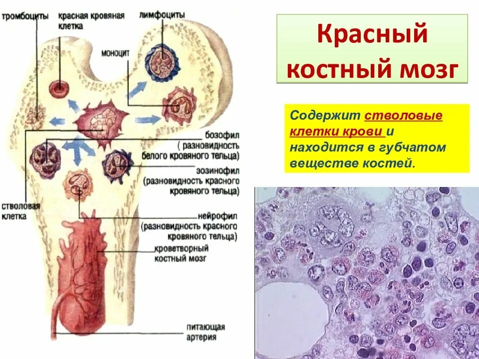 Красный костный мозг иммунная система строение. Схема строения красного костного мозга. Строение красного костного мозга иммунология. Строение красного костного мозга анатомия. Костный мозг содержится