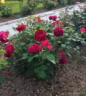 Master rose