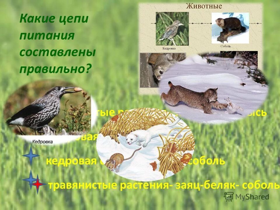 цепь питания глухаря. пищевая цепочка соболя. цепи питания характерные для лесного сообщества. цепь обитателей луга. цепочка питания соболя.
