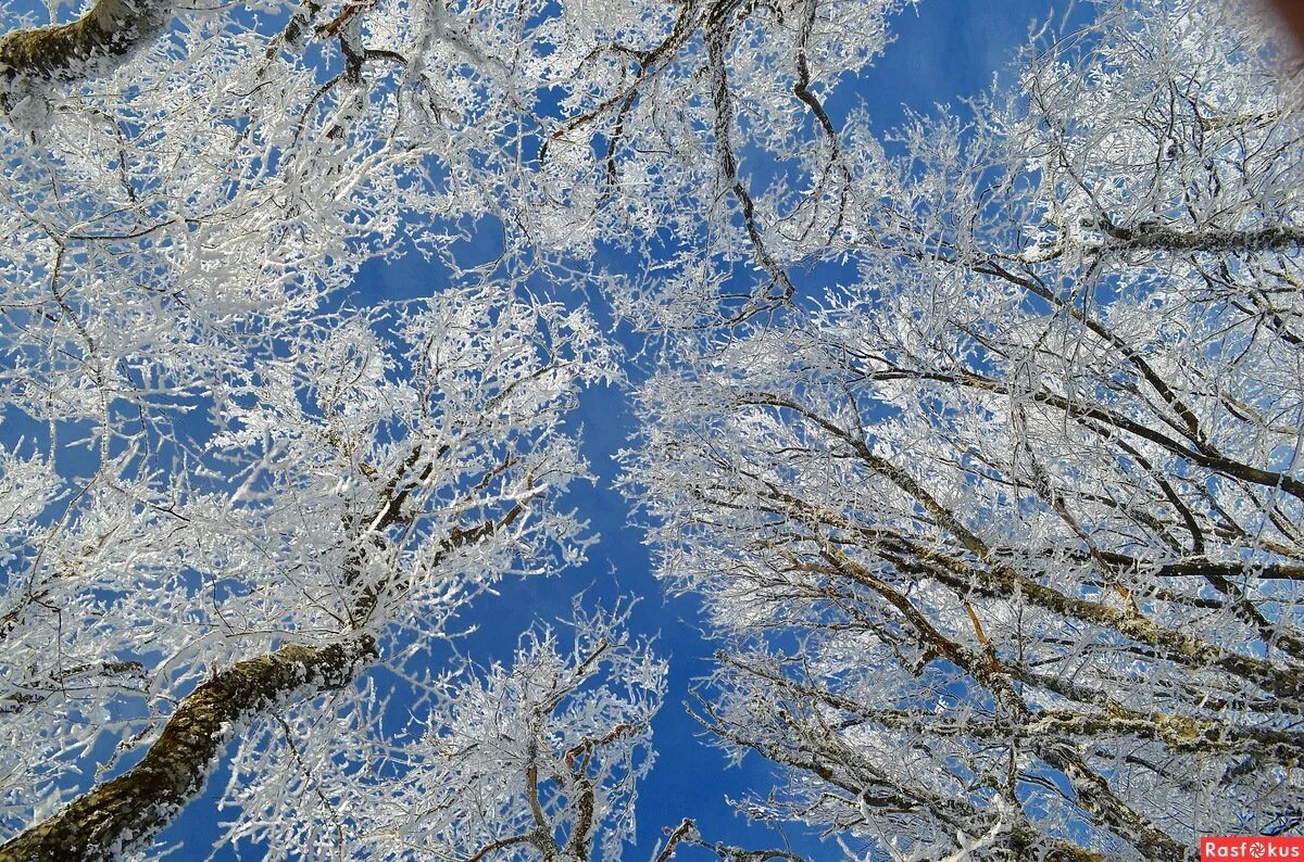 Снежная кайма. Серебристая зима. Хрустальные деревья зимой. Пушистая снежная бахрома на веточках деревьев. Снежное кружево как бахрома.