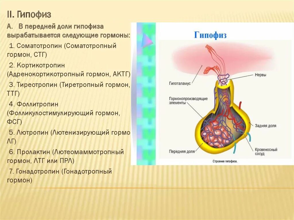 Гипофиз 3 доли. Гормон передней доли гипофиза соматотропин. Гипофиз строение , гормоны передней доли гипофиза. Клетки передней доли гипофиза таблица.