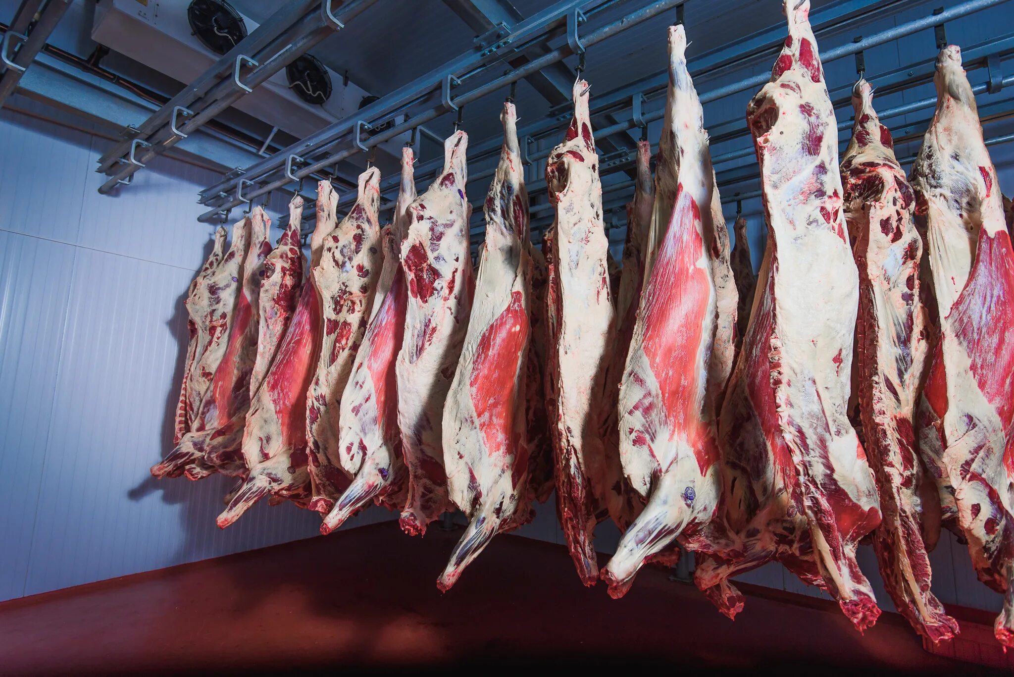 Туш животных. Туш животных. Туш животных. Холодильные камеры для полутуш. Свежее мясо.