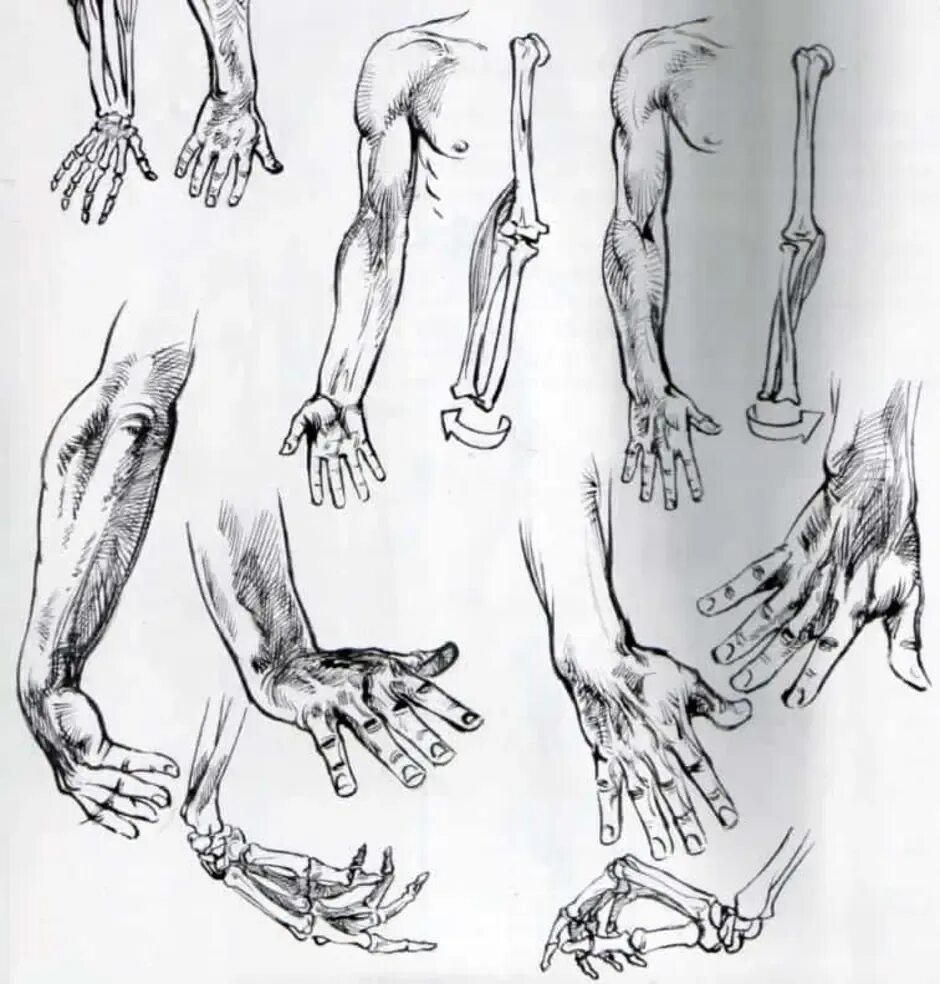 Строение руки рисунок. Рука анатомия рисунок. Анатомия рук для рисования. Анатомия руки человека для художников. Рука художника с кистью.