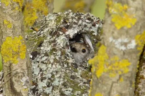 Птенцы длиннохвостой синицы фото