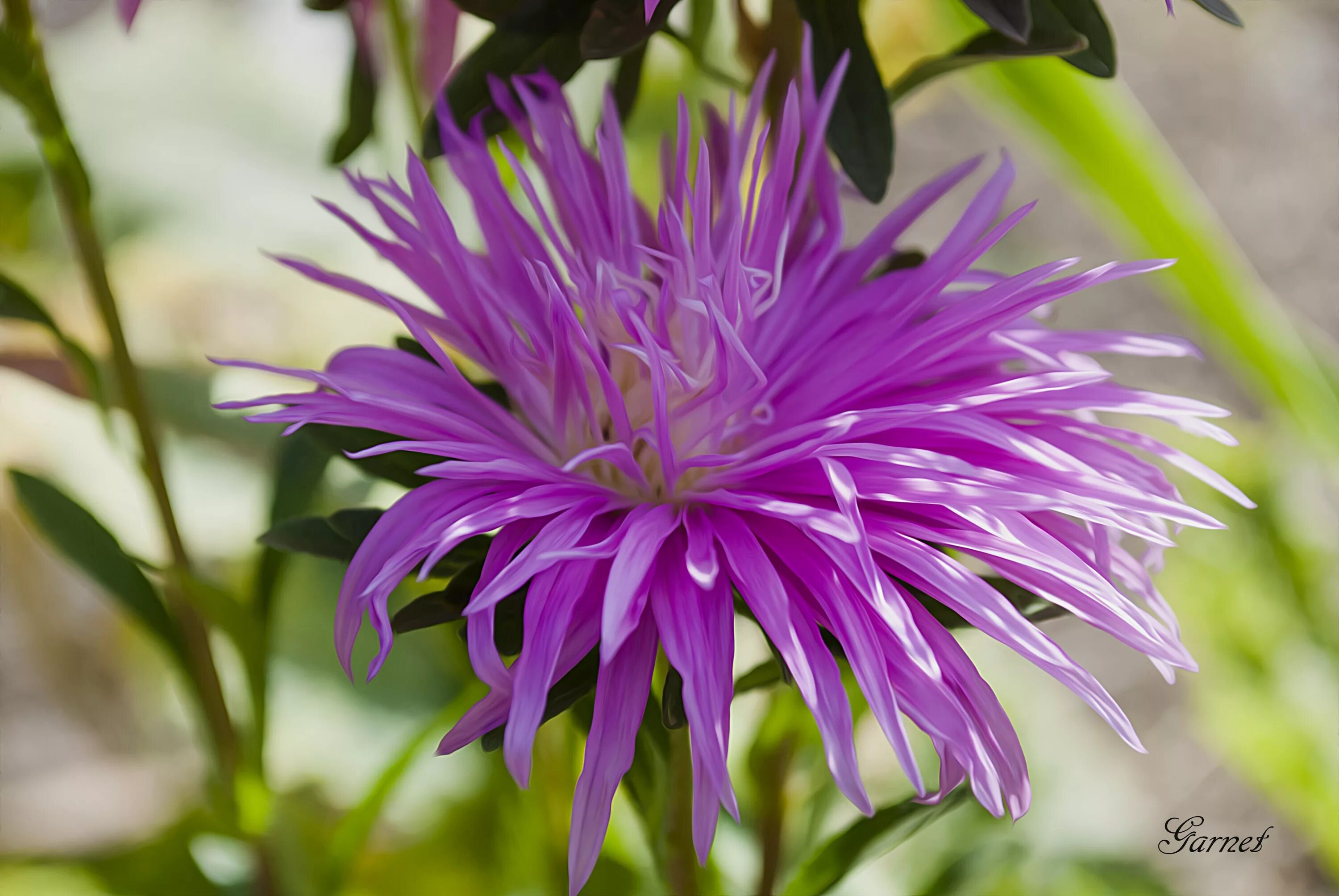 Названия растений семейства сложноцветных. Астровые (Asteraceae). Compositae (Asteraceae) - Сложноцветные.