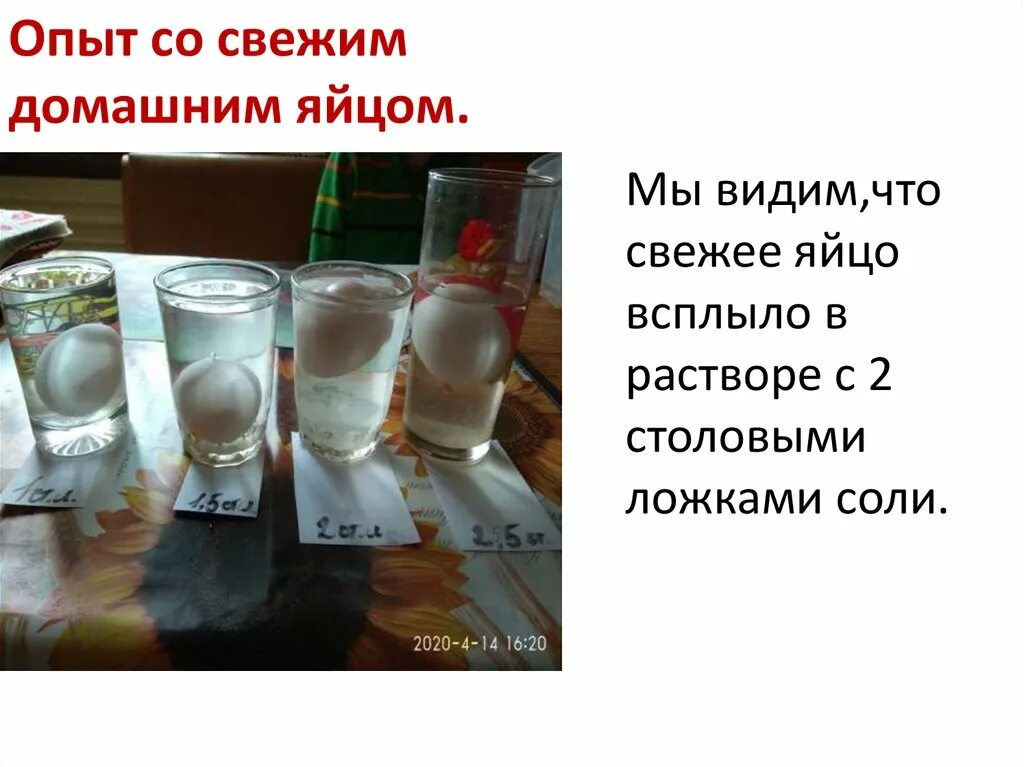 Можно ли есть всплывшие яйца. Яйцо всплывает в воде. Опыт с яйцом на свежесть. Свежее яйцо всплывает в воде. Опыт с яйцом и соленой водой.