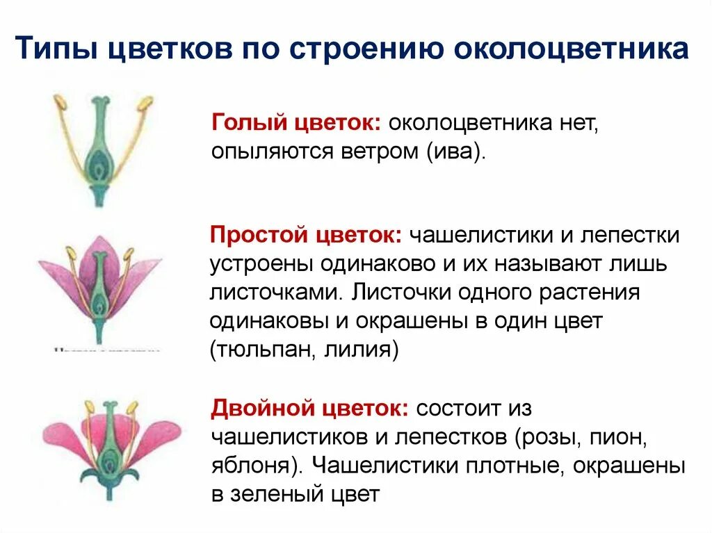 Примеры простых цветков. Строение цветка. Типы околоцветника.. Типы цветков по строению околоцветника. Типы цветков по наличию околоцветника. Разнообразие цветков по характеру околоцветника.