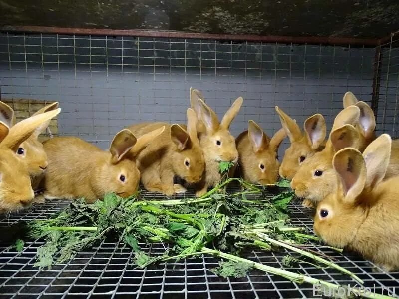 Кормовой кролик. Еда для кроликов домашних. Кормление кроликов. Еда для кроликов декоративных. Можно давать хлеб кроликам