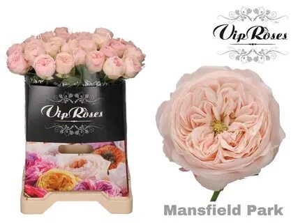 Vip roses