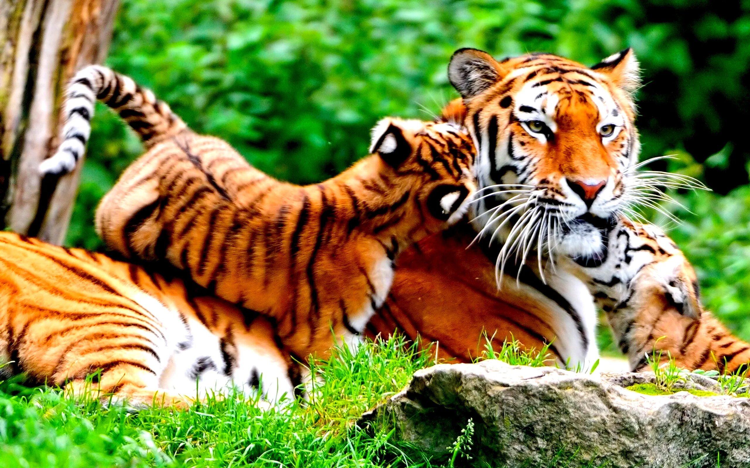 Заставка на рабочий животные. Тигр. Обои животные. Тигр в природе. Тигрица.
