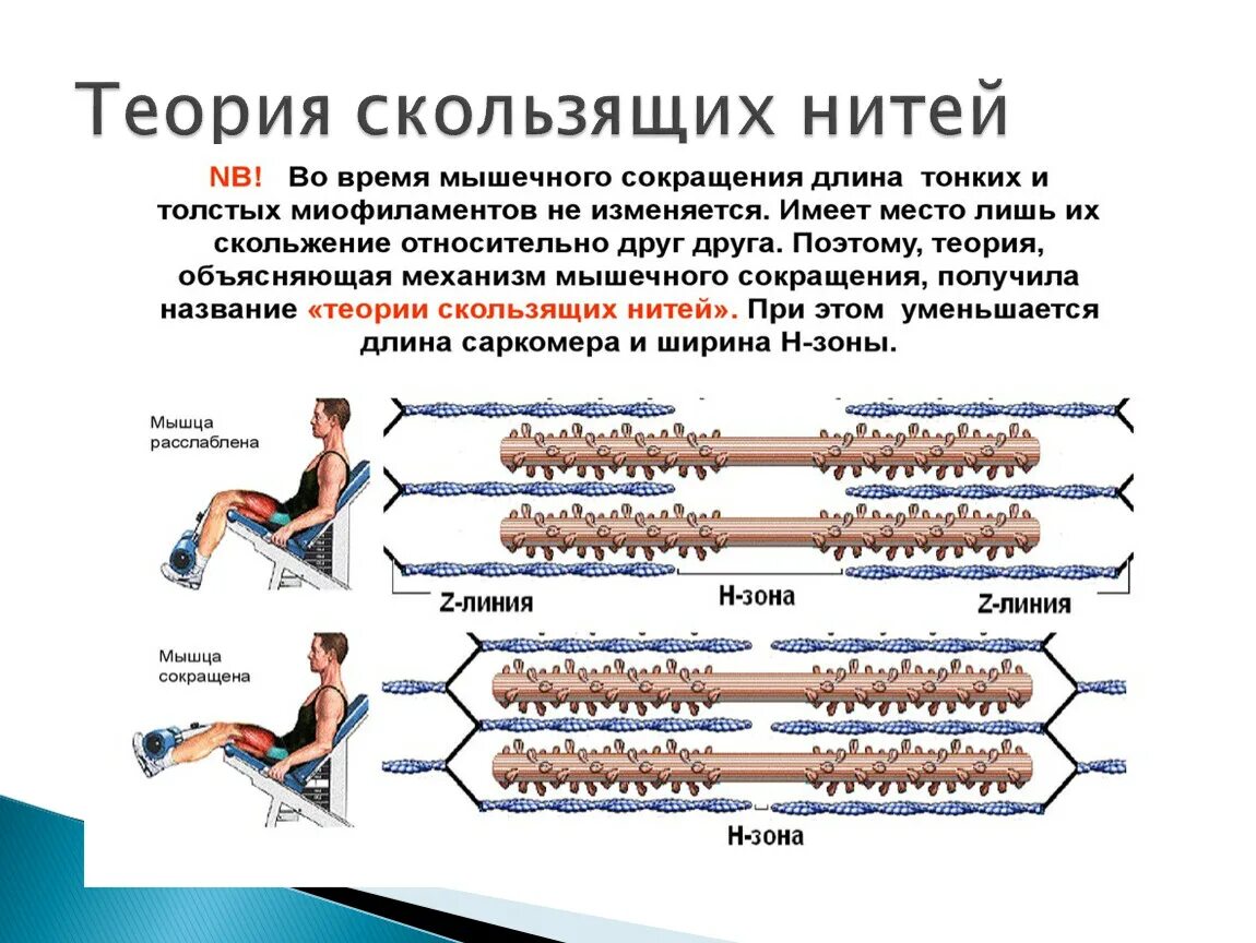 Теория механизма мышечного сокращения. Теория скользящих нитей. Теория скольжения нитей. Теория мышечного сокращения и расслабления. Какой ток вызывает сокращение мышц