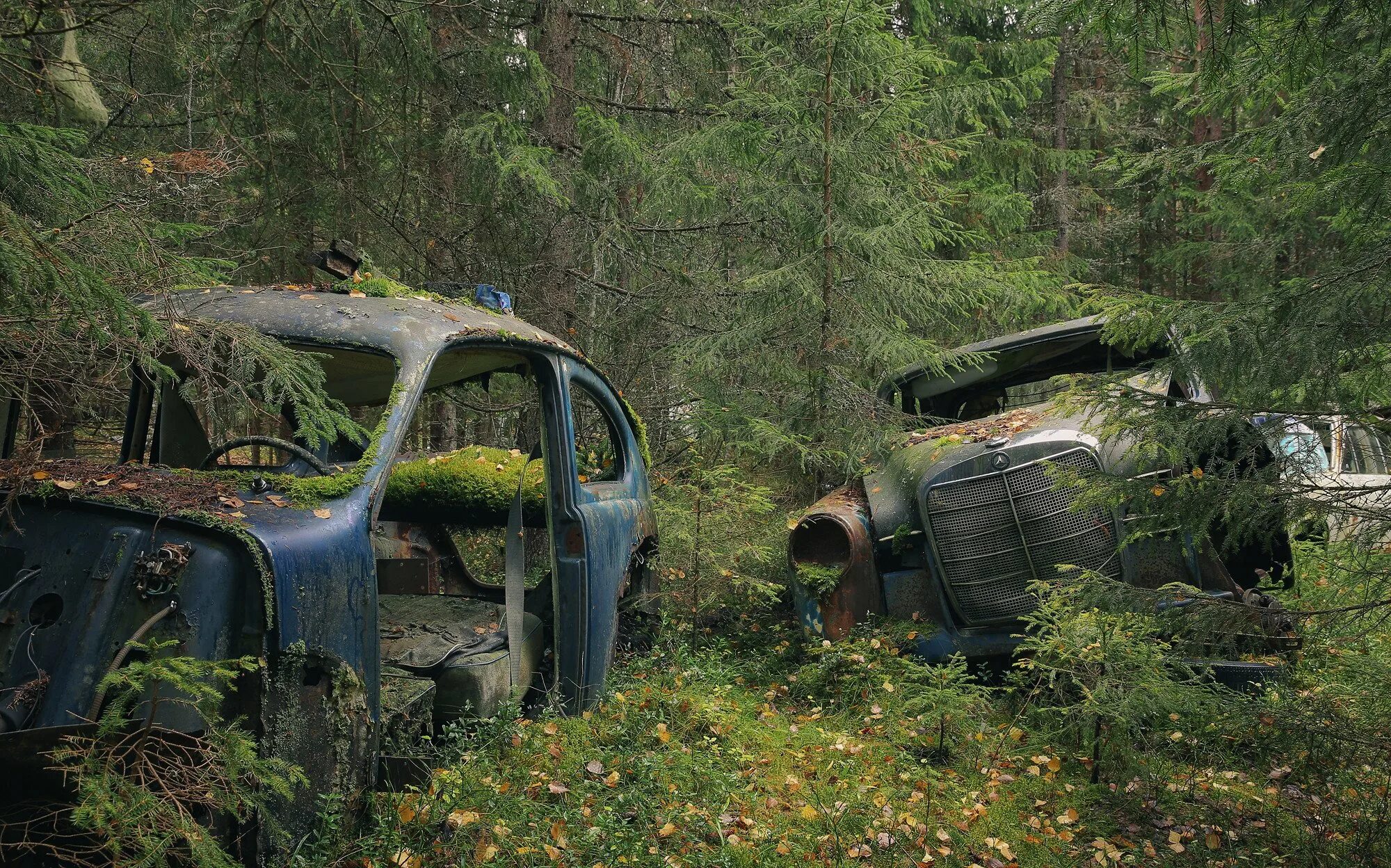 Лес кидай. Заброшенные машины. Заброшенные машины в лесу. Авто в лесу.
