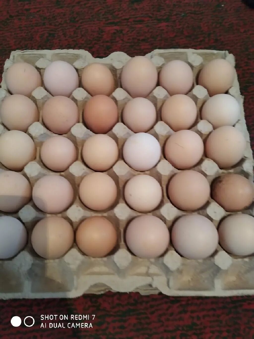 Купить яйца брама. Яйца Брама. Брама светлая яйцо. Яйцо Брама МСМ. Как выглядит яйцо брамы.