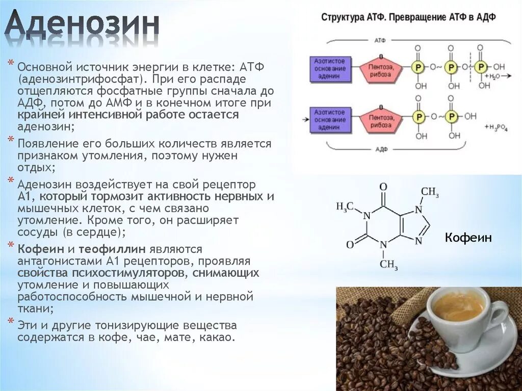 Атф составляет. Аденозин относится к классу. Структурные элементы аденозина. Аденозин гормон.