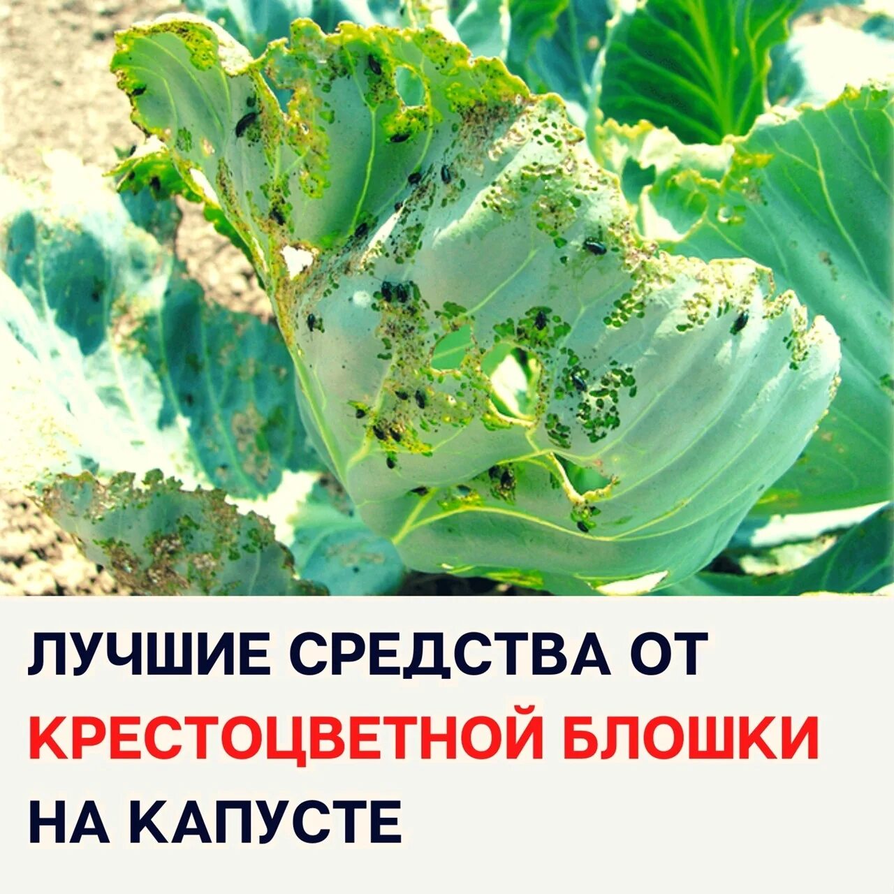 Вредители капусты крестоцветные блошки. Крестоцветная блошка на капусте. Крестоцветные блошки препараты. От крестоцветной блошки препарат.