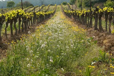 Cover crops