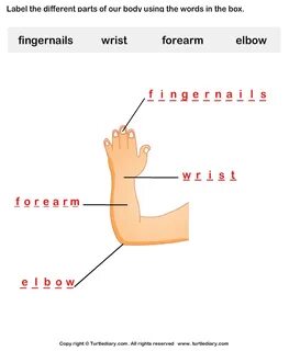 Parts of the hand
