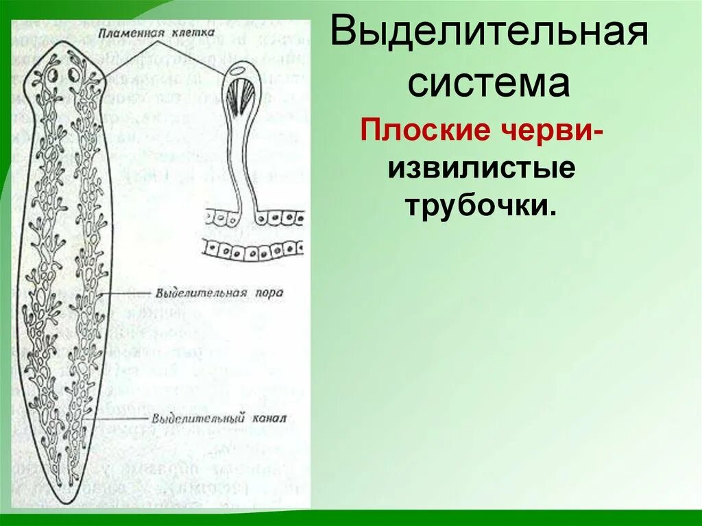 Выделительная система плоских червей схема. Выделительная строения плоских червей. Выделительная система плоских червей. Схема строения выделительной системы плоских червей.