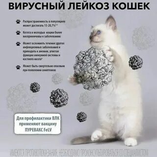 Лейкоз у кошек что