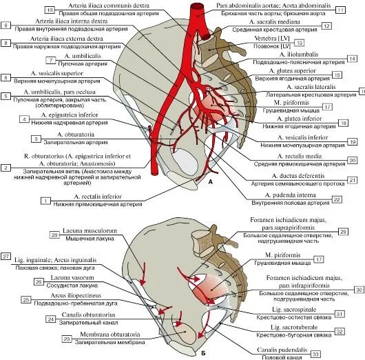 Анатомия общей подвздошной артерии топография. Кровоснабжение малого таза схема. Ветви внутренней подвздошной артерии схема. Подвздошная артерия схема.