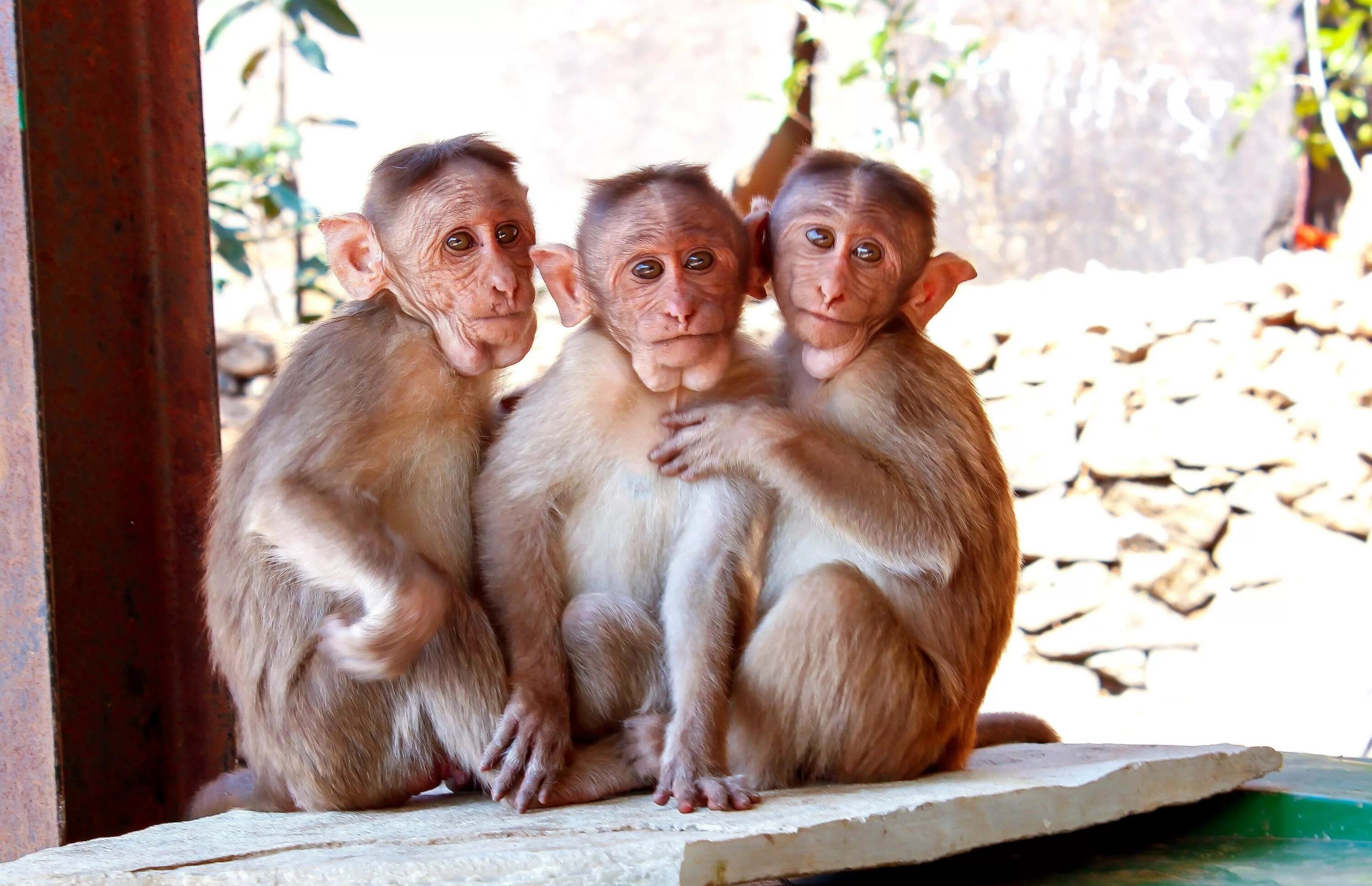 Три обезьянки. Обезьяна в зоопарке. Смешные обезьяны. Три смешные обезьянки.