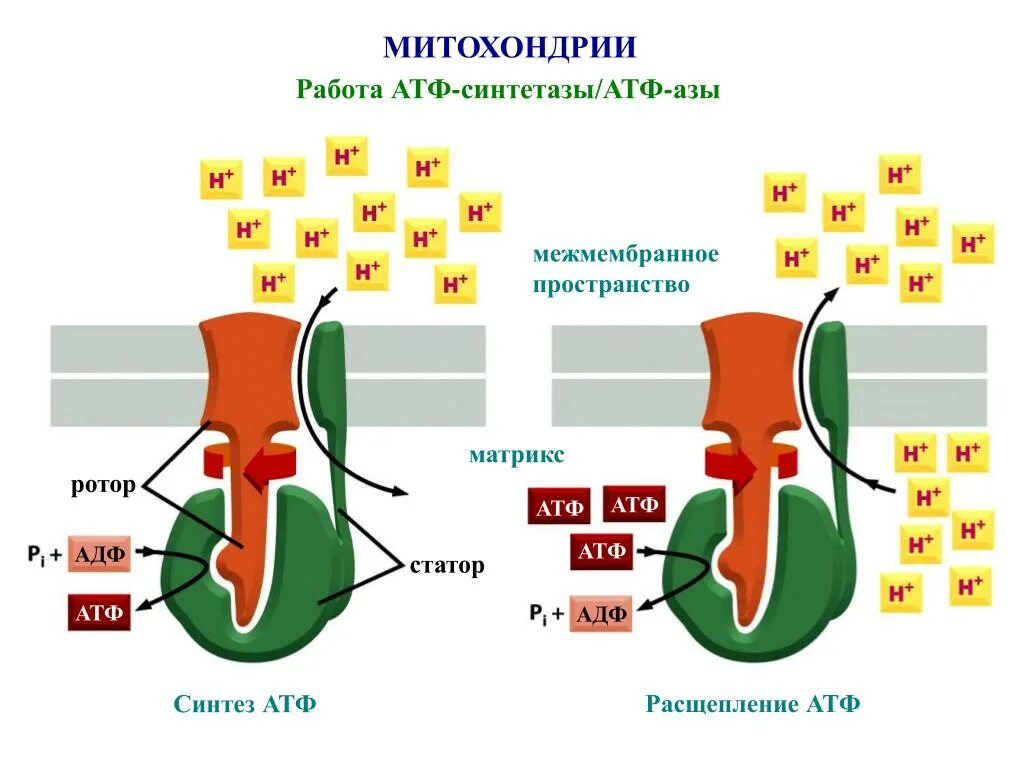 АТФ синтаза. Синтез АТФ В митохондриях. АТФ-синтетаза митохондрии. Работа митохондрий.