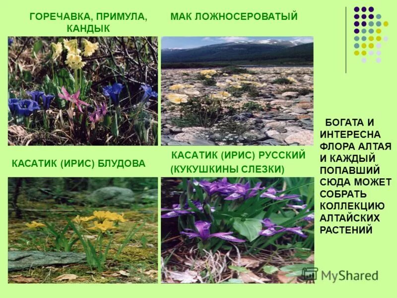 растения алтайского края презентация