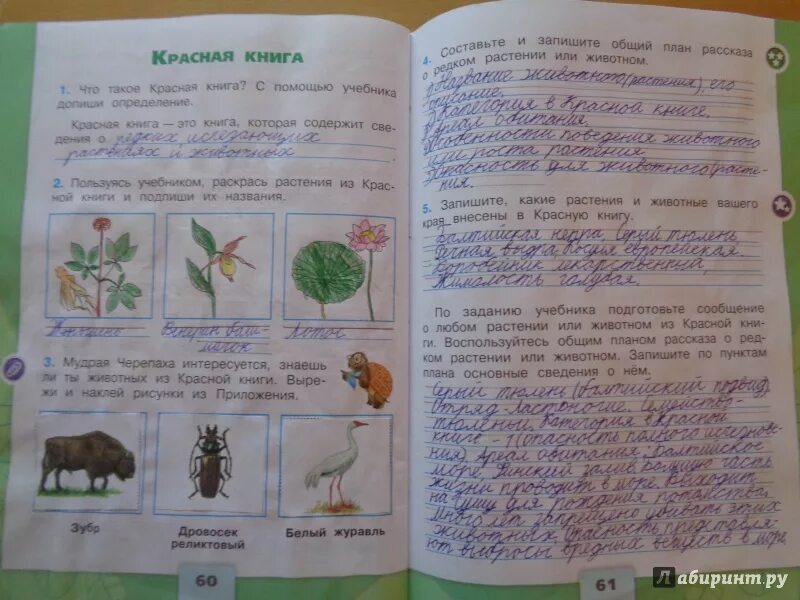 Задание по окружающему миру страница 19. Рабочая тетрадь по окружающему миру 2 класс 1 часть красная книга. Красная книга окружающий мир 2 класс рабочая тетрадь стр. Окружающий мир 2 кл красная книга рабочая тетрадь. Проект по окружающему миру 2 класс красная книга рабочая тетрадь.