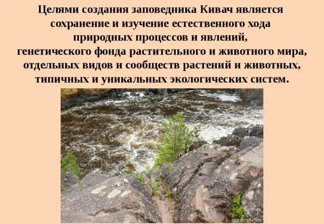 Заповедник кивач план текста. Цель создания заповедника Кивач. Цель создания заповедников. Цель создания заказников. Заповедник Кивач растения.