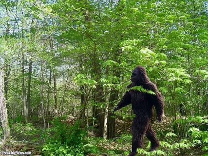 Bigfoot текст