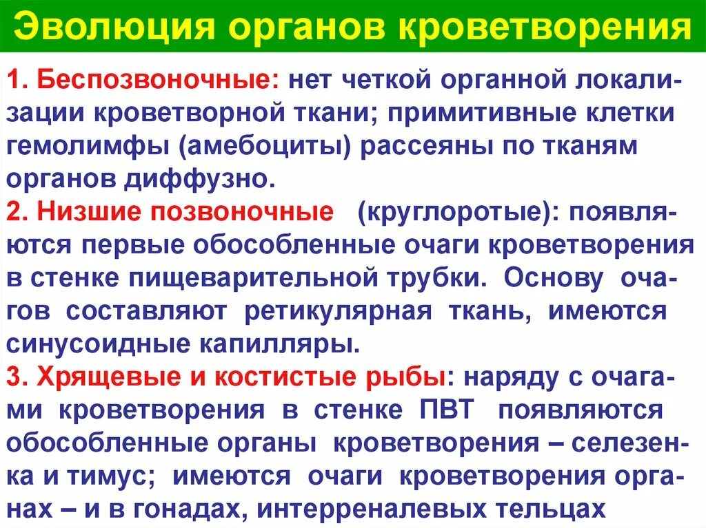 Органы кроветворения. Органы кроветворной системы. Система органов кроветворения человека. Кроветворение органы кроветворения. Какой орган кроветворный