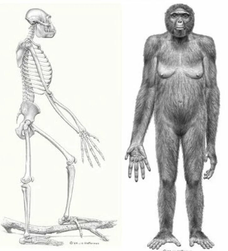 Скелет люси австралопитек. Руки австралопитека. Человек умелый homo habilis. Австралопитек африканус. Австралопитек афарский скелет.