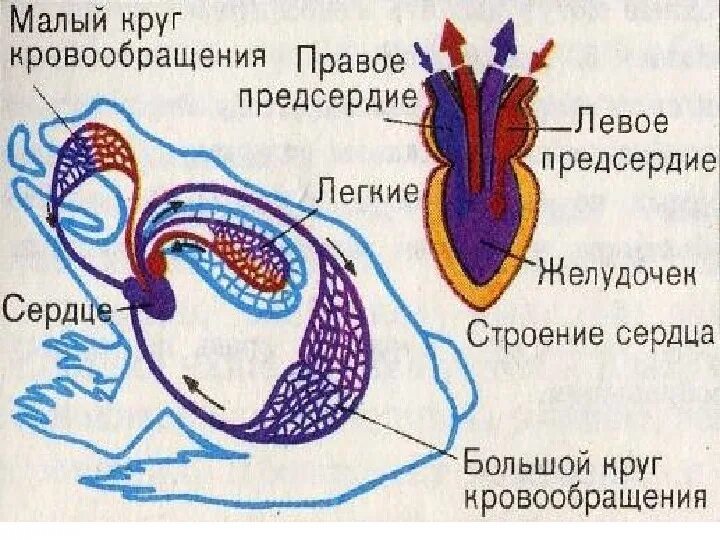 Кровеносная система амфибий схема. Круги кровообращения амфибий. Строение сердца земноводных. Схема кровообращения земноводных. Сердце амфибий круги кровообращения