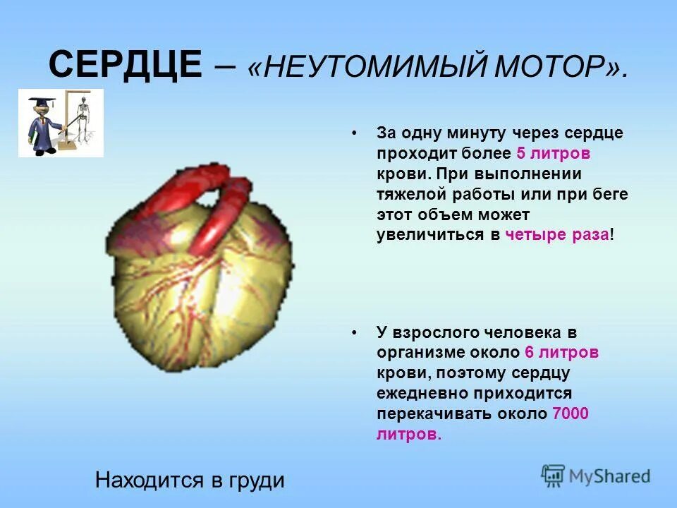 Сердце строение и функции. Функции сердца человека. Функции сердца человека анатомия. Какую работу выполняет сердце в организме. Кровеносная система человека 3 класс.