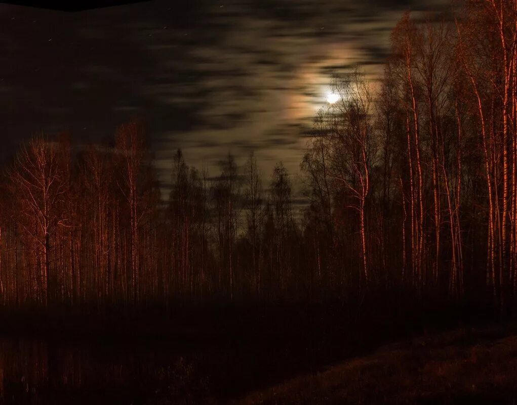 была самая середина глухой осенней ночи. была самая середина глухой осенней ночи. поздняя осень ночь. ночной осенний лес. была самая середина глухой осенней ночи.