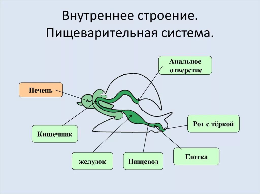 Пищеварительная система малого прудовика. Пищеварительная система моллюсков схема. Пищеварительная система брюхоногих моллюсков схема. Тип пищеварительной системы у моллюсков. Дыхание улиток