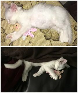 Померла кошка