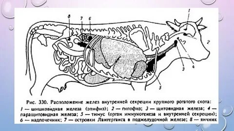 Желез животных