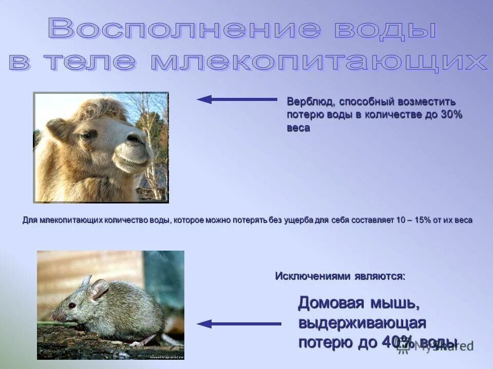 Схема систематика плацентарных млекопитающих. Биоразнообразие таблица. Самцы млекопитающих являются. Количество млекопитающих. Количество млекопитающих.