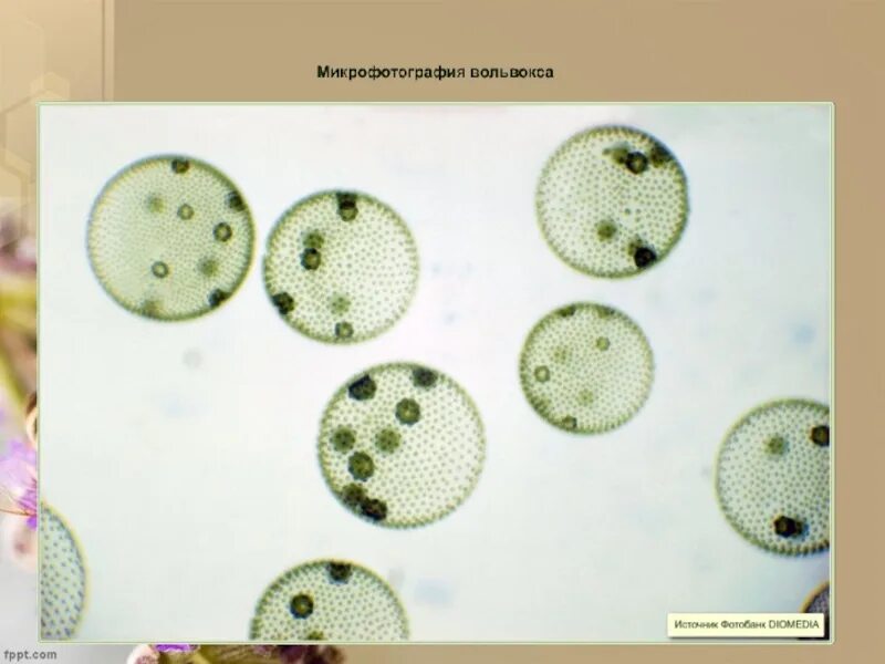 Колониальная одноклеточная водоросль. Строение колонии вольвокса. Одноклеточные водоросли вольвокс. Вольвокс это в биологии. Колония вольвокса под микроскопом.