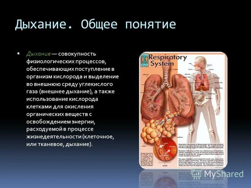 Совокупность процессов обеспечивающих поступление в организм. Совокупность процессов обеспечивающих поступление в организм