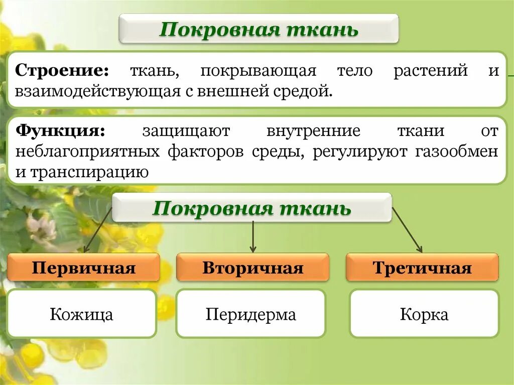 Строение покровной ткани растений. Покровная ткань строение и функции. Особенности строения покровной ткани ткани. Функции покровной ткани растения. В состав растительных тканей входит