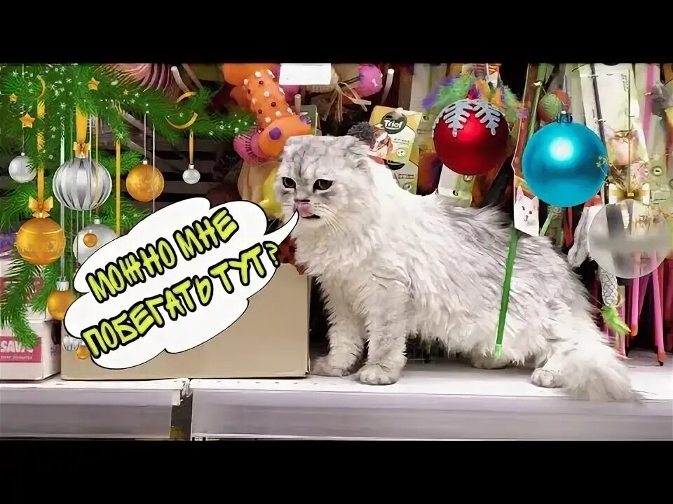 Кот кевин и собака. Кот кевин. ляпота тв кевин. видео кот кевин. ляпота тв фото кевина.
