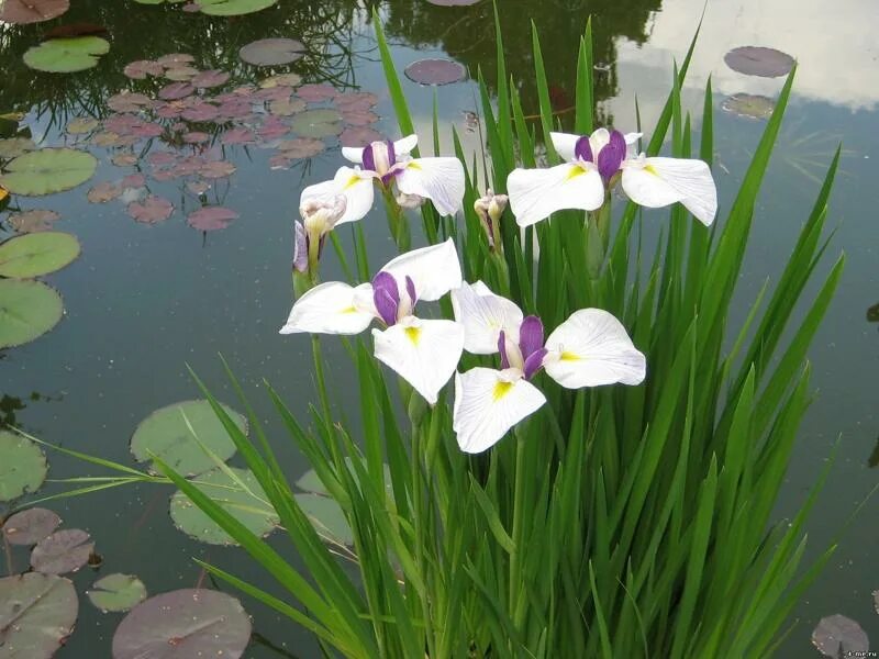 Ирис болотный посадка. Ирис болотный. ирис болотник. ирис болотный (iris pseudacorus `flore plena`). ирис болотный белый.