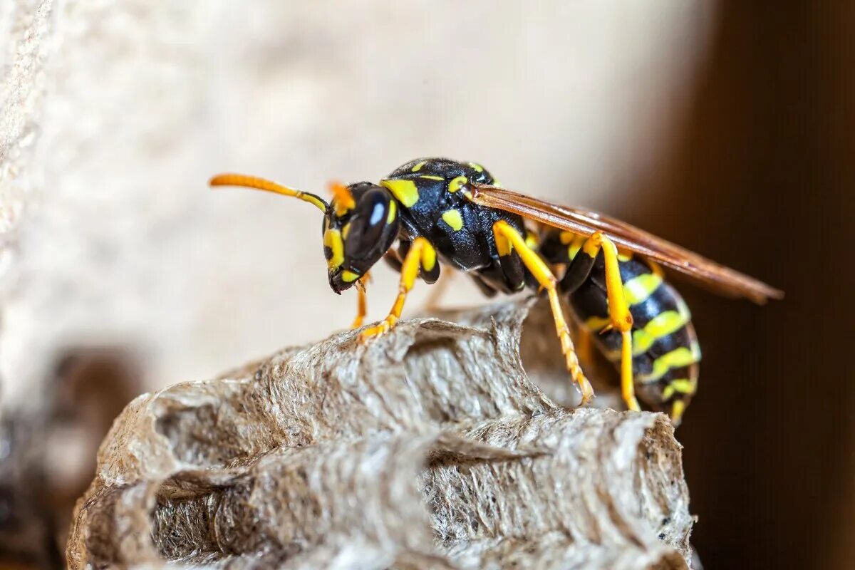 Домашние насекомые пчелы. Шершень и Оса. Wasp Оса. Шершень обыкновенный насекомые. Кокон шершня.