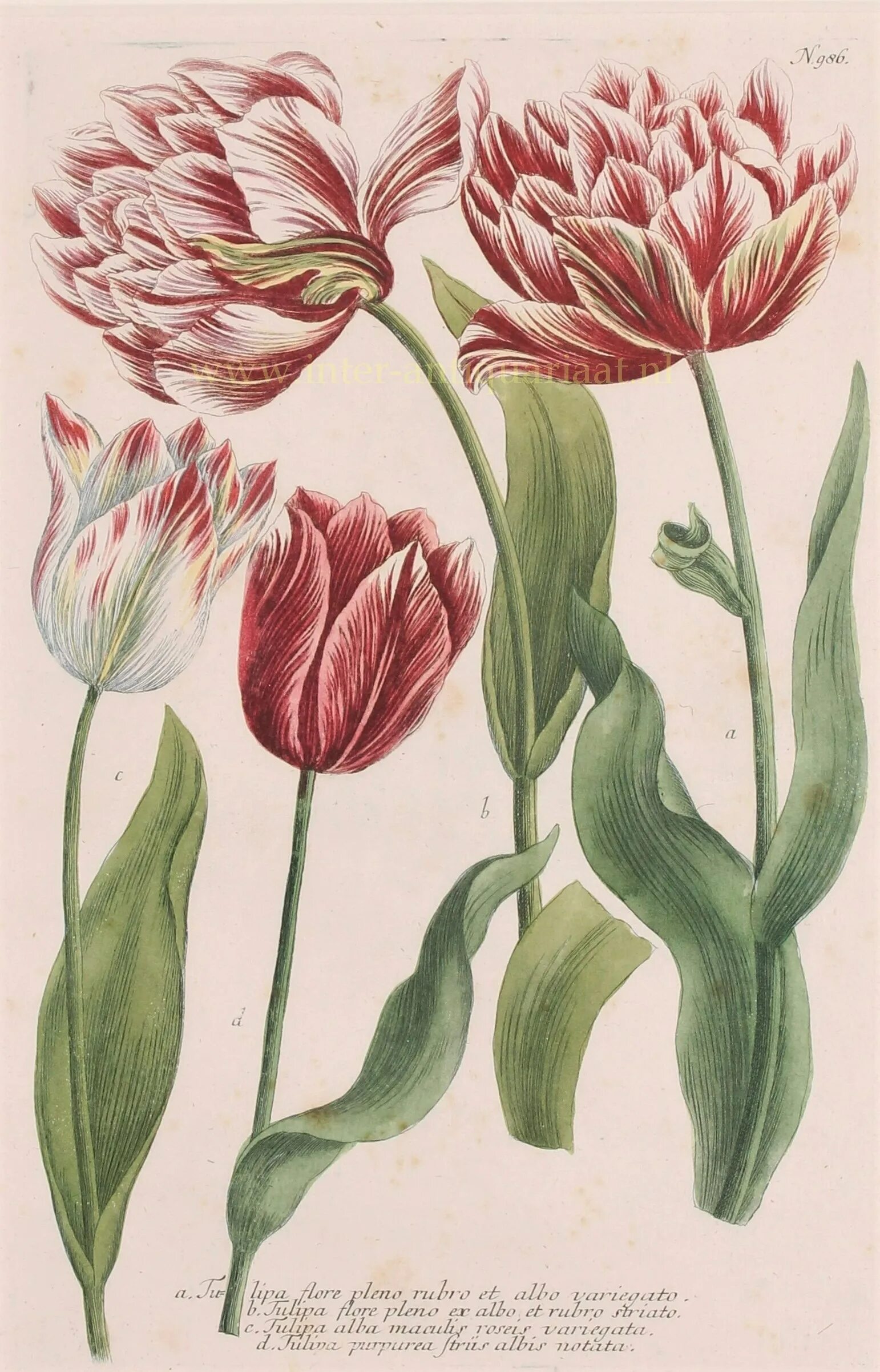 Botanical Mix тюльпан. Tulipa gesneriana Botanical illustration. Tulipa Sartre. Тюльпан Ботанический Саманта. Тюльпан ботаника