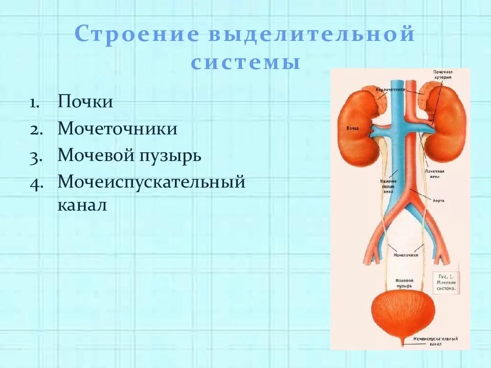 Выделительная система функции. Выделительная система человека схема 4 класс. строение и функции органов выделительной системы. мочевыделительная система 4 функции. схема выделительной системы функции.