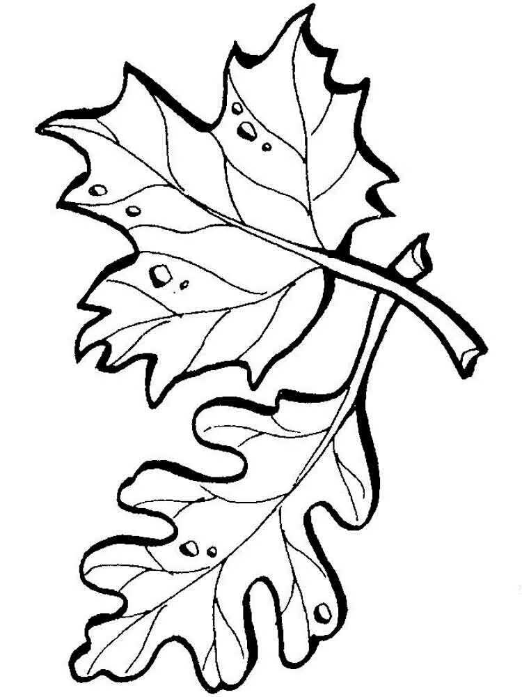Раскраска листья деревьев для детей. Листья рисунок. Листочки раскраска. Осенние листья трафарет. Листья разных деревьев.